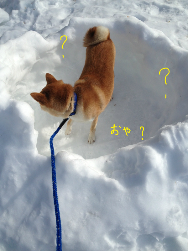 f:id:ShibaKoro:20140219222556j:plain f:id:ShibaKoro:20140219222556j:plain