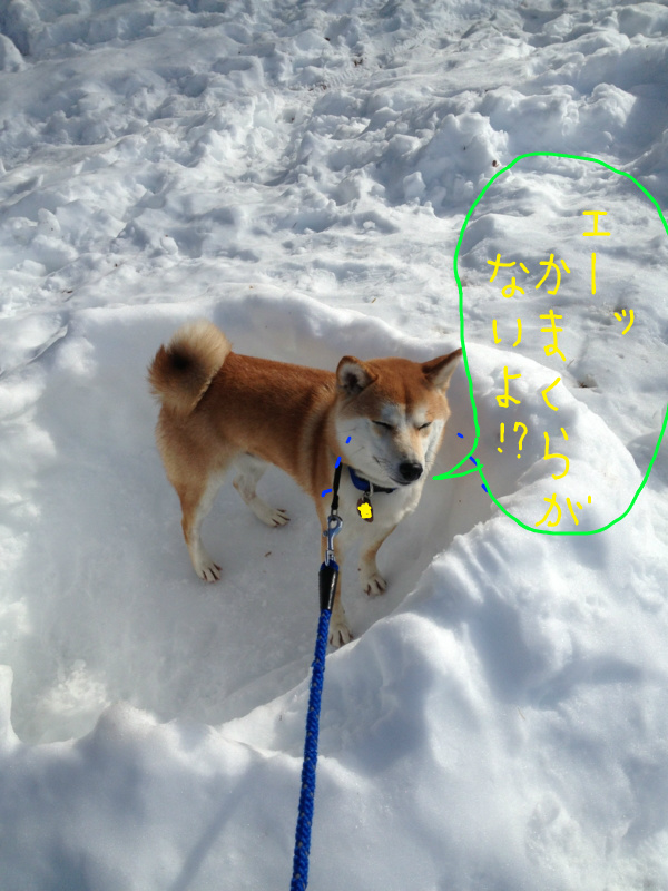 f:id:ShibaKoro:20140219222932j:plain f:id:ShibaKoro:20140219222932j:plain