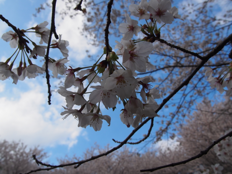 f:id:ShibaKoro:20140405155619j:plain f:id:ShibaKoro:20140405155619j:plain