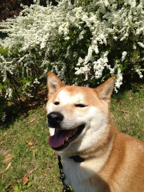 f:id:ShibaKoro:20140408134556j:plain f:id:ShibaKoro:20140408134556j:plain