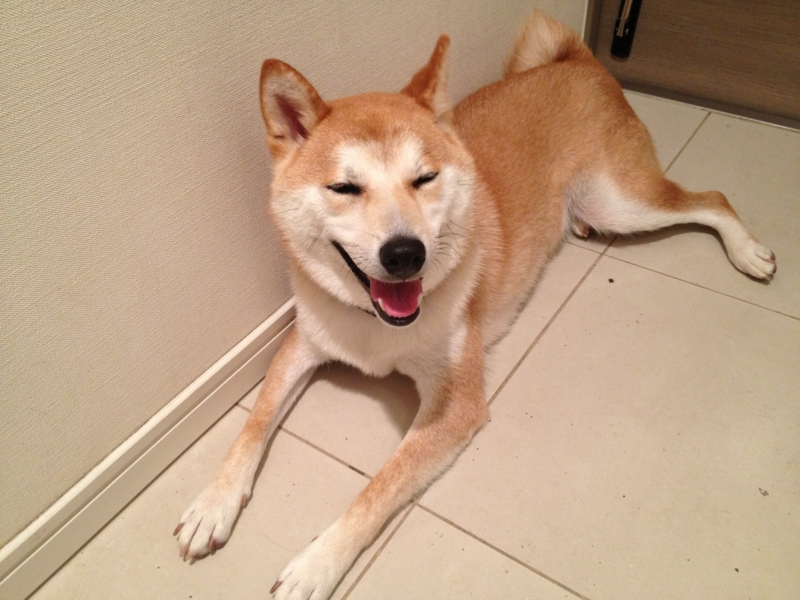 f:id:ShibaKoro:20140711193611j:plain f:id:ShibaKoro:20140711193611j:plain