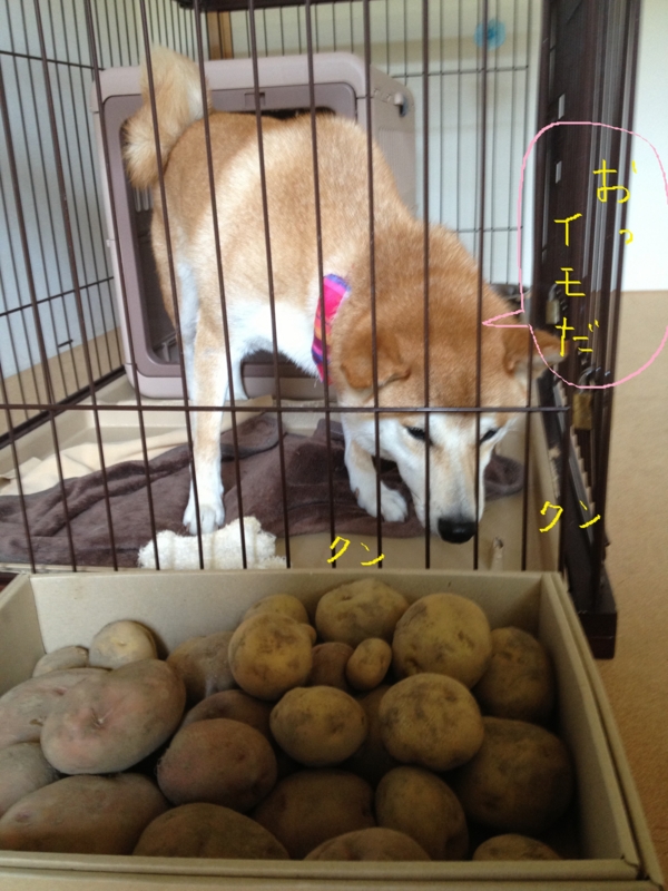 f:id:ShibaKoro:20140727232405j:plain f:id:ShibaKoro:20140727232405j:plain