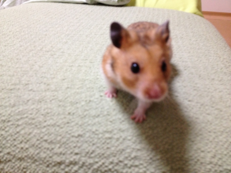 f:id:ShibaKoro:20140911004920j:plain f:id:ShibaKoro:20140911004920j:plain