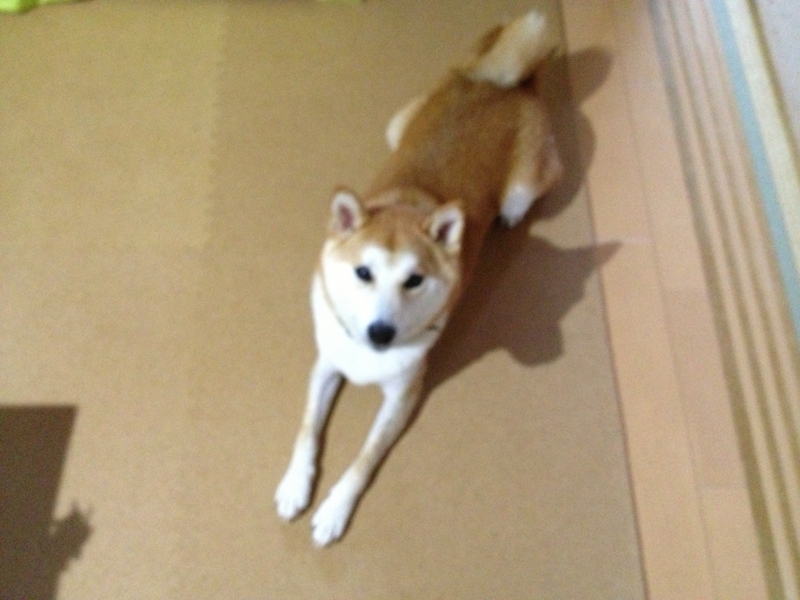 f:id:ShibaKoro:20141005160302j:plain f:id:ShibaKoro:20141005160302j:plain