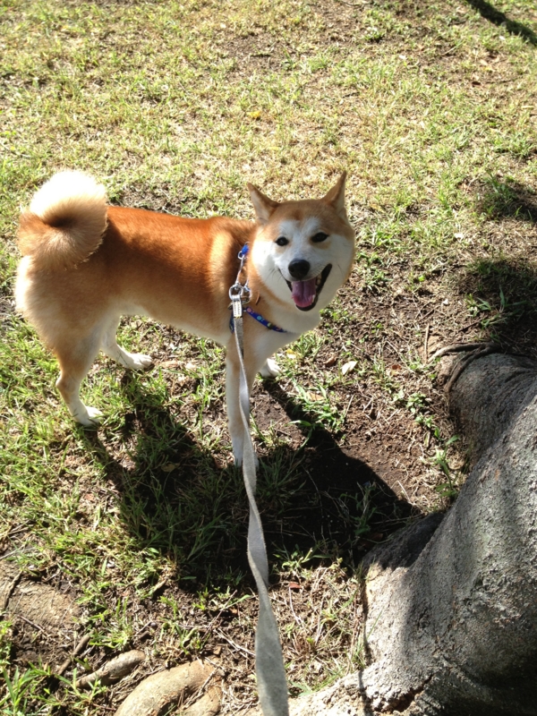 f:id:ShibaKoro:20141006132320j:plain f:id:ShibaKoro:20141006132320j:plain