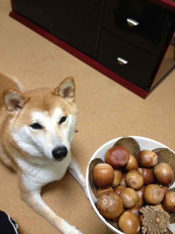 f:id:ShibaKoro:20141009195434j:plain f:id:ShibaKoro:20141009195434j:plain