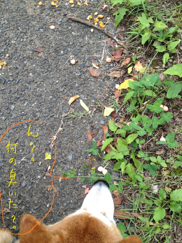 f:id:ShibaKoro:20141009224141j:plain f:id:ShibaKoro:20141009224141j:plain