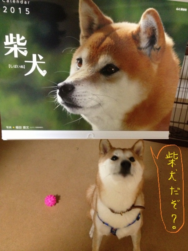 f:id:ShibaKoro:20141012225940j:plain f:id:ShibaKoro:20141012225940j:plain