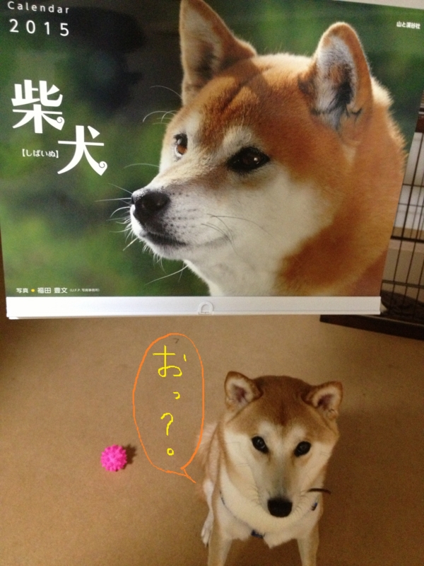 f:id:ShibaKoro:20141012230138j:plain f:id:ShibaKoro:20141012230138j:plain