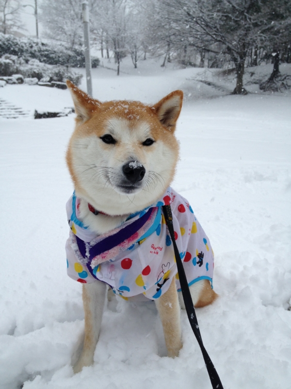 f:id:ShibaKoro:20150130105311j:plain f:id:ShibaKoro:20150130105311j:plain