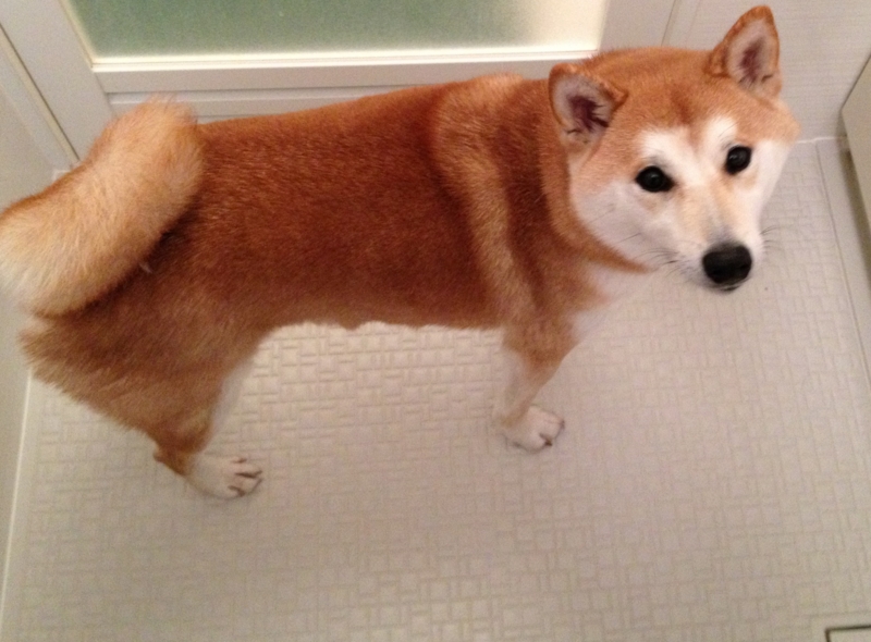 f:id:ShibaKoro:20150201234315j:plain f:id:ShibaKoro:20150201234315j:plain