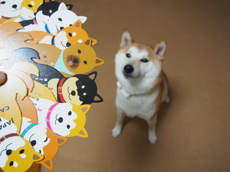 f:id:ShibaKoro:20150207194914j:plain f:id:ShibaKoro:20150207194914j:plain