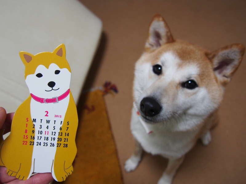 f:id:ShibaKoro:20150207195019j:plain f:id:ShibaKoro:20150207195019j:plain