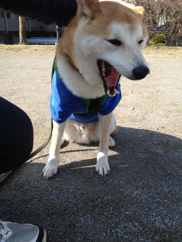f:id:ShibaKoro:20150221120707j:plain f:id:ShibaKoro:20150221120707j:plain