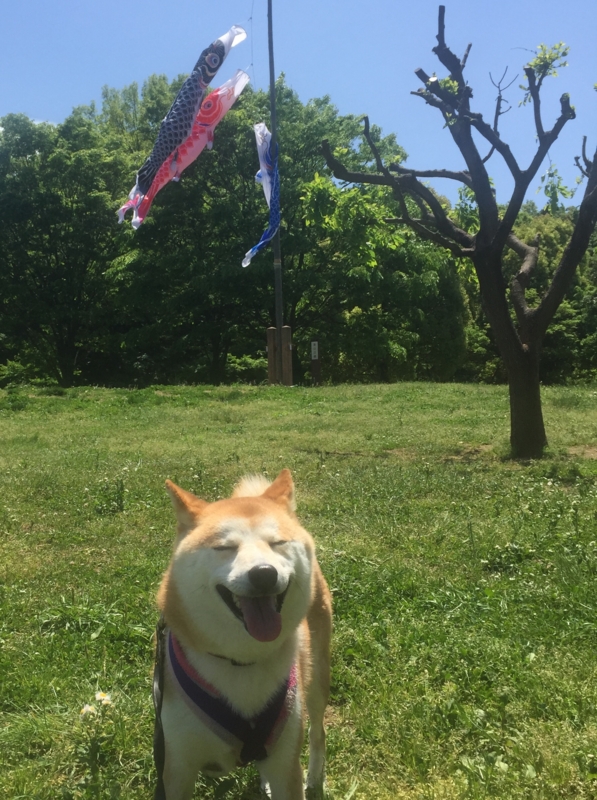 f:id:ShibaKoro:20150505230304j:plain f:id:ShibaKoro:20150505230304j:plain
