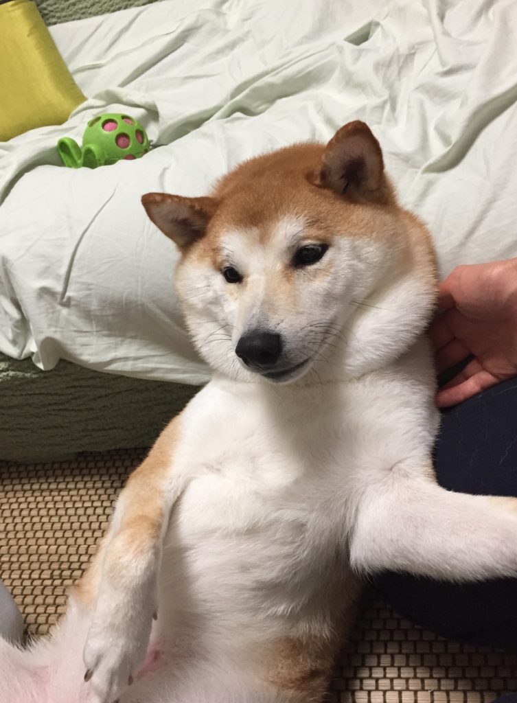 f:id:ShibaKoro:20150728222918j:plain f:id:ShibaKoro:20150728222918j:plain
