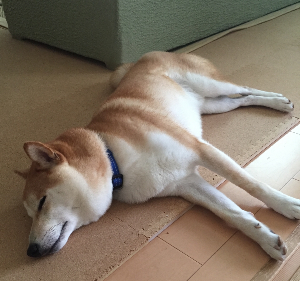 f:id:ShibaKoro:20150728225145j:plain f:id:ShibaKoro:20150728225145j:plain