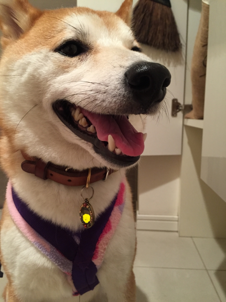 f:id:ShibaKoro:20150728225259j:plain f:id:ShibaKoro:20150728225259j:plain