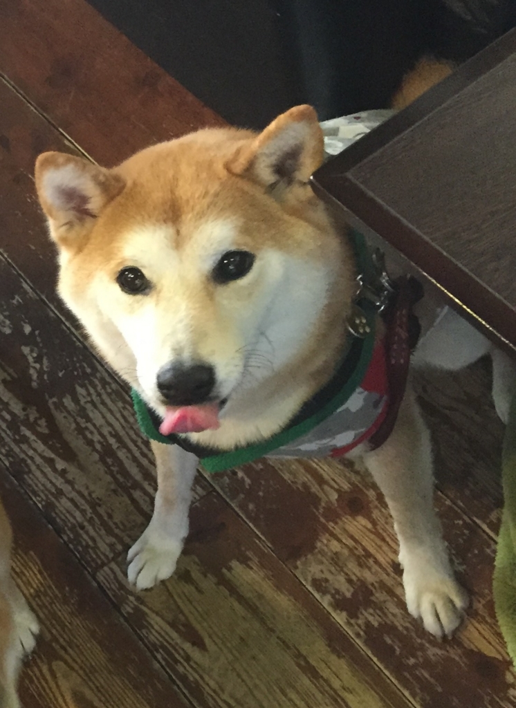 f:id:ShibaKoro:20151231023413j:plain f:id:ShibaKoro:20151231023413j:plain