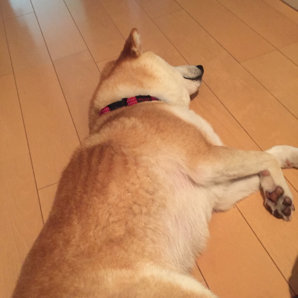 f:id:ShibaKoro:20160330150421j:plain f:id:ShibaKoro:20160330150421j:plain