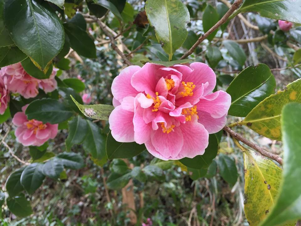 f:id:ShimizuyaYusui_Koga:20160530145927j:plain