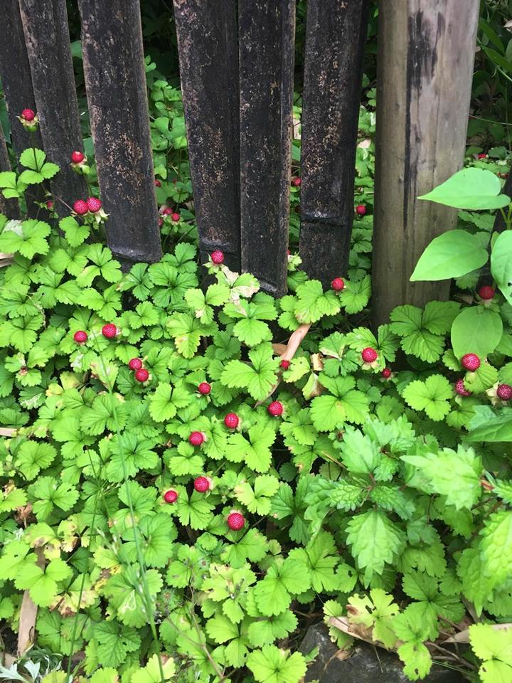 f:id:ShimizuyaYusui_Koga:20160530150020j:plain