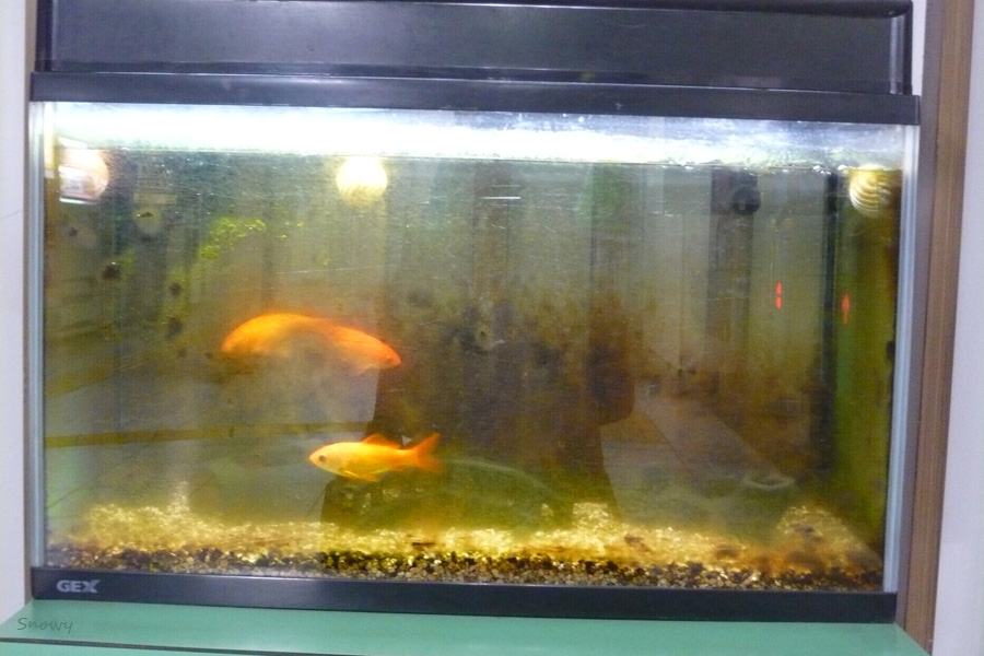 f:id:Snowowl:20120130211027j:plain f:id:Snowowl:20120130211027j:plain