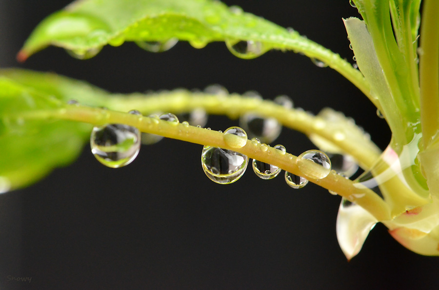 f:id:Snowowl:20120423163301j:plain