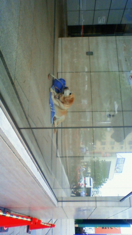 f:id:Soogle:20090523170600j:image f:id:Soogle:20090523170600j:image