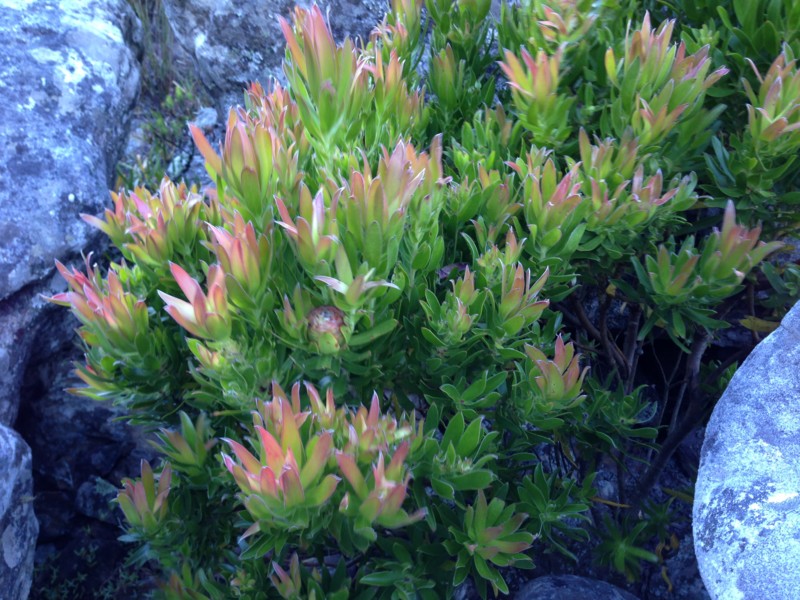 f:id:Spiny-anteater:20131230081619j:plain