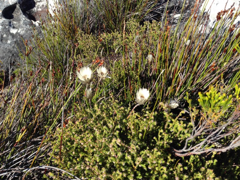 f:id:Spiny-anteater:20131230092531j:plain