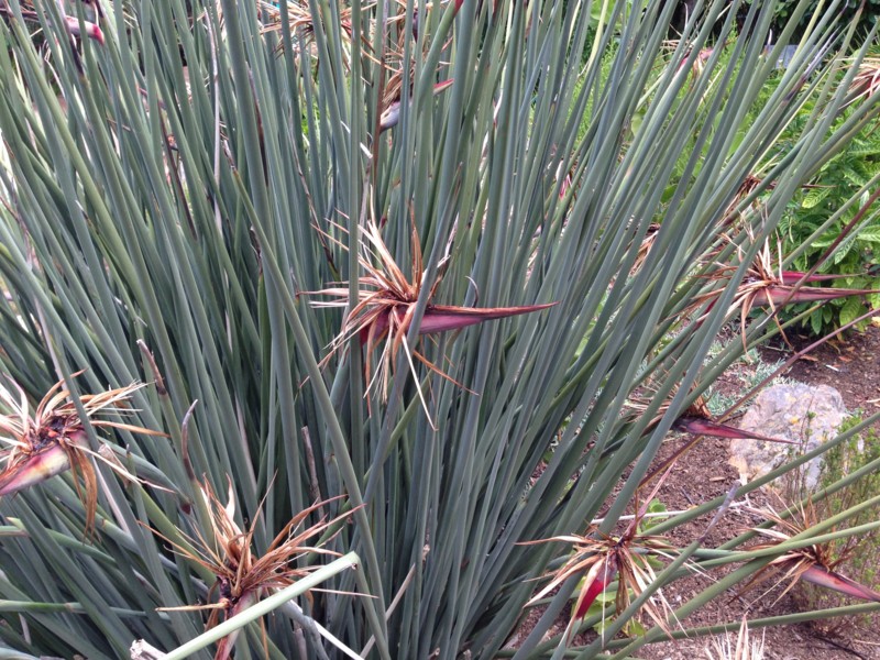 f:id:Spiny-anteater:20140101140844j:plain