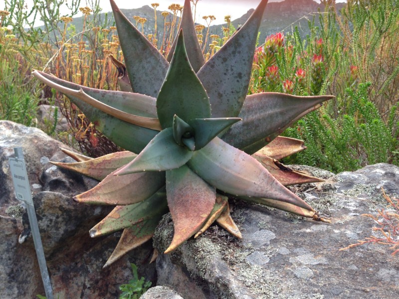 f:id:Spiny-anteater:20140101143700j:plain