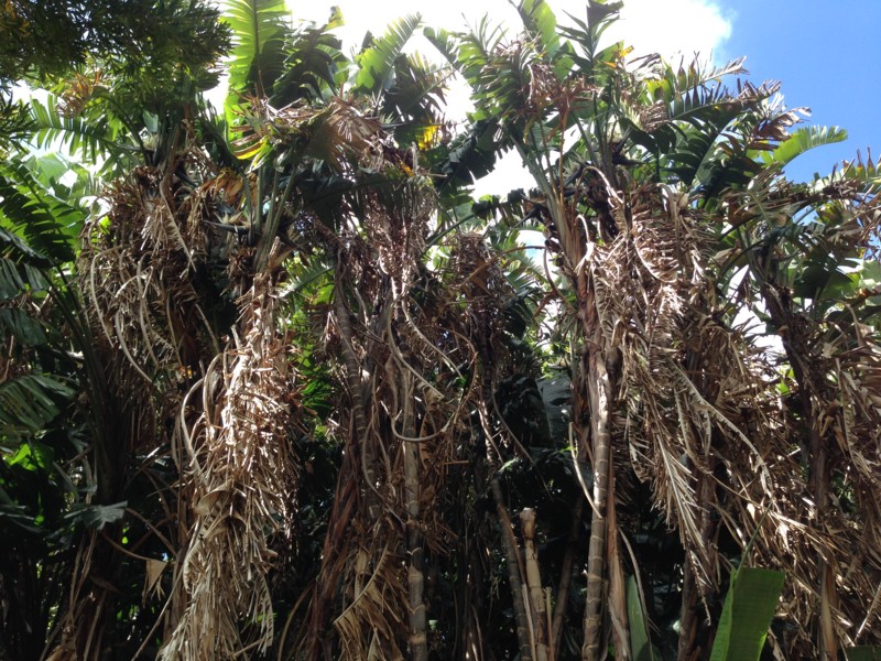 f:id:Spiny-anteater:20140101151921j:plain