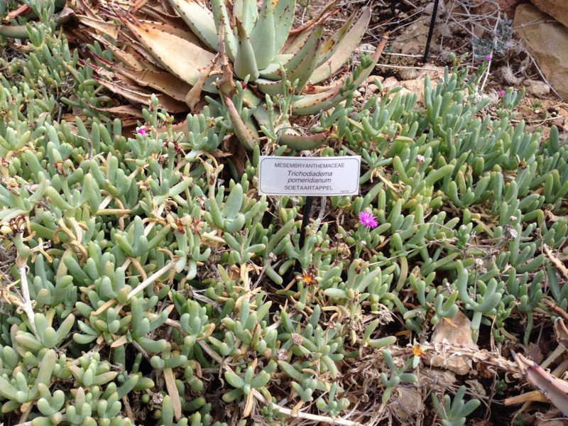 f:id:Spiny-anteater:20140101152316j:plain