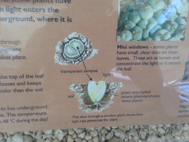 f:id:Spiny-anteater:20140101153130j:image