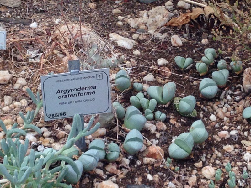 f:id:Spiny-anteater:20140101153315j:plain