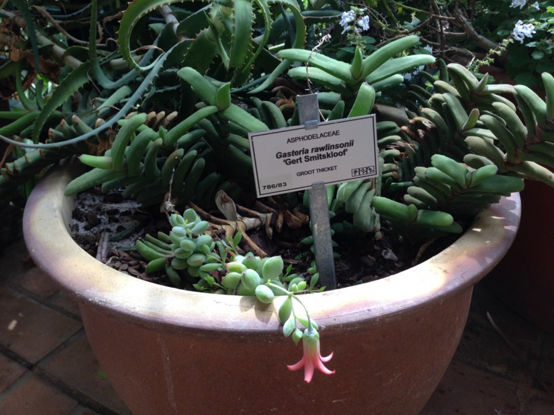 f:id:Spiny-anteater:20140101153643j:plain