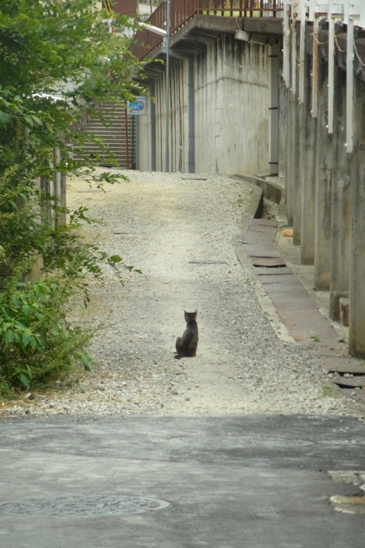 f:id:StarLine:20150620223600j:plain f:id:StarLine:20150620223600j:plain