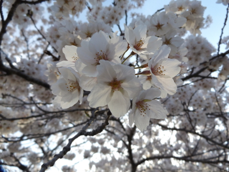 f:id:StarLine:20150624120843j:plain f:id:StarLine:20150624120843j:plain