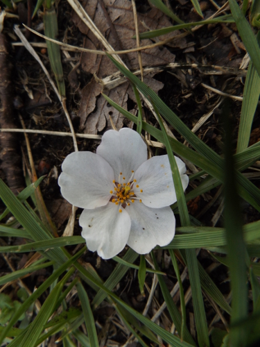 f:id:StarLine:20150624121319j:plain f:id:StarLine:20150624121319j:plain