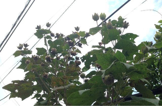 f:id:Strawberry-parfait:20140927223013j:plain f:id:Strawberry-parfait:20140927223013j:plain