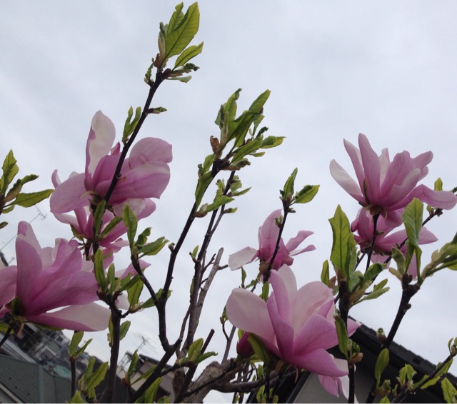 f:id:Strawberry-parfait:20150403174736j:plain f:id:Strawberry-parfait:20150403174736j:plain