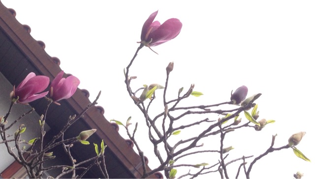 f:id:Strawberry-parfait:20150403174756j:plain f:id:Strawberry-parfait:20150403174756j:plain