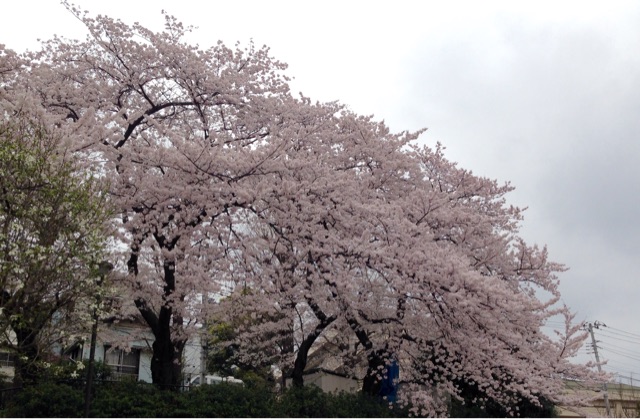 f:id:Strawberry-parfait:20150403174818j:plain f:id:Strawberry-parfait:20150403174818j:plain