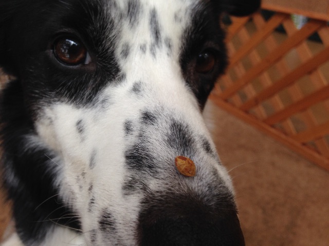 f:id:SunnySideDogs:20150523115942j:image f:id:SunnySideDogs:20150523115942j:image