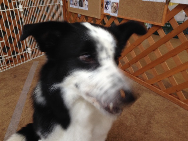 f:id:SunnySideDogs:20150523115951j:image f:id:SunnySideDogs:20150523115951j:image