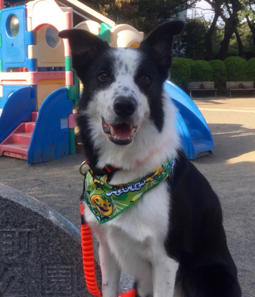 f:id:SunnySideDogs:20151101225503j:plain f:id:SunnySideDogs:20151101225503j:plain