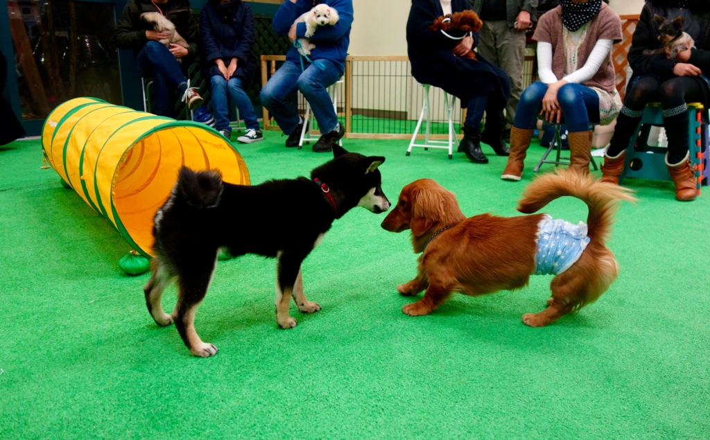 f:id:SunnySideDogs:20151224144441j:plain f:id:SunnySideDogs:20151224144441j:plain