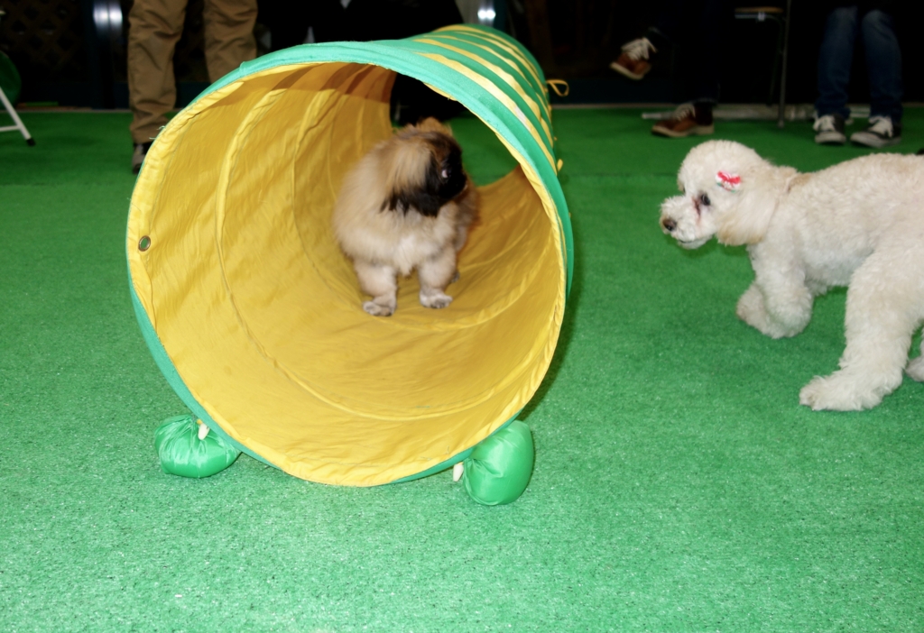 f:id:SunnySideDogs:20151224144532j:plain f:id:SunnySideDogs:20151224144532j:plain